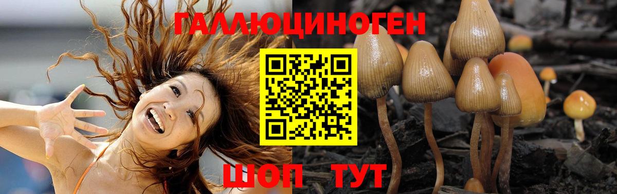 Псилоцибиновые грибы Psilocybine cubensis Йошкар-Ола